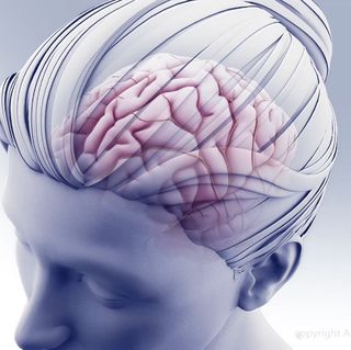 Brain illustration