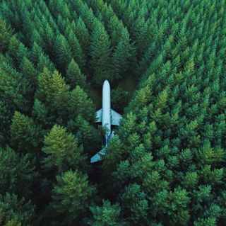 birdseye