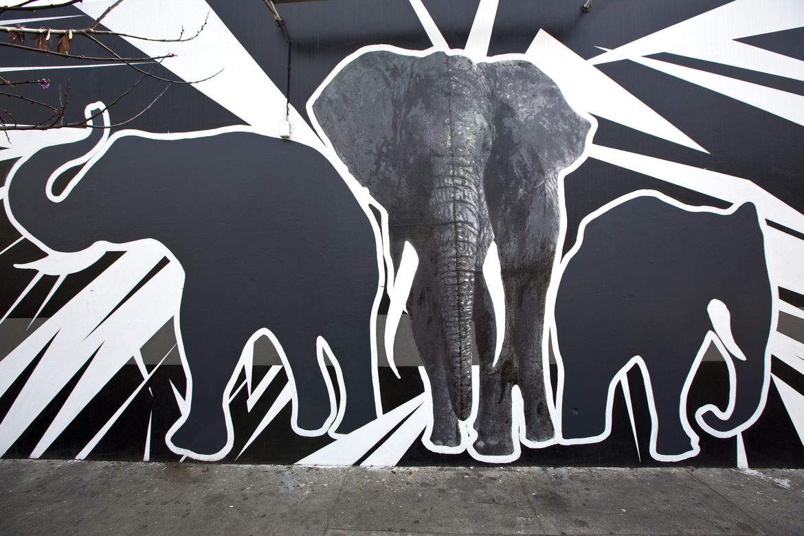 Say No To Ivory - Street Art Say No To Ivory - Street Art