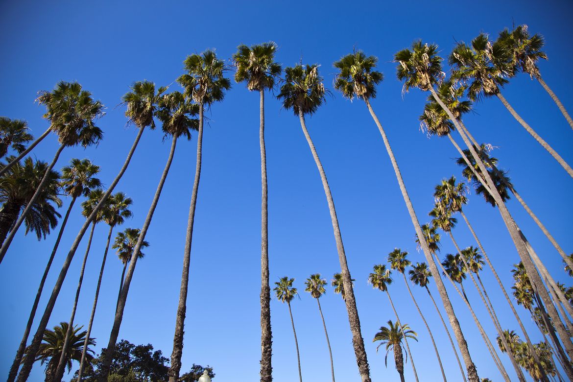 Blue sky with palms Blue sky with palms