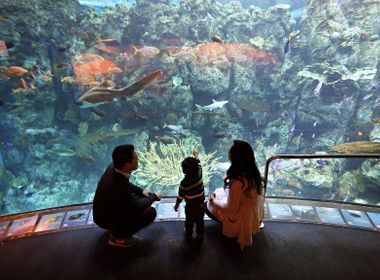 Aquarium of the Pacific Shines a Light on Energy Savings