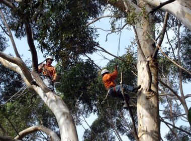 Grow Your Knowledge of Vegetation Management Safety 