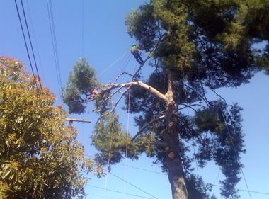 Keeping Mother Nature from Branching Into Power Lines