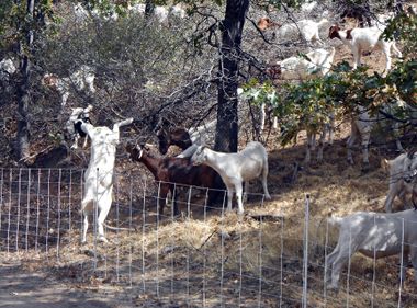 Technologies That Clear Forest of Flammable Debris on Display at Shaver Lake