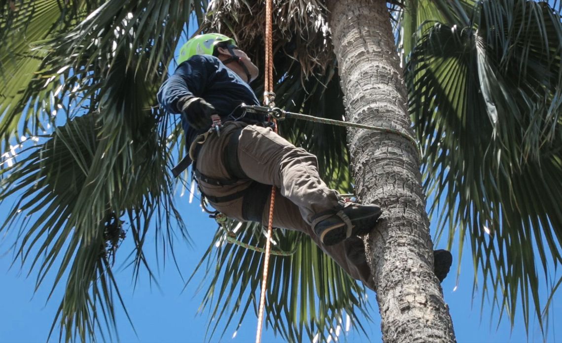 Staying Safe While Trimming Trees Inside Edison