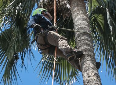 Staying Safe While Trimming Trees