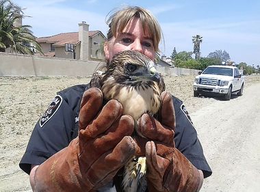 Swooping In to a Young Hawk’s Rescue