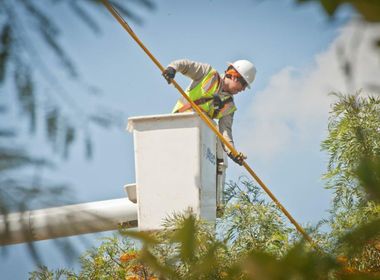 Trees and Power Lines: Plant Smart, Trim Smarter