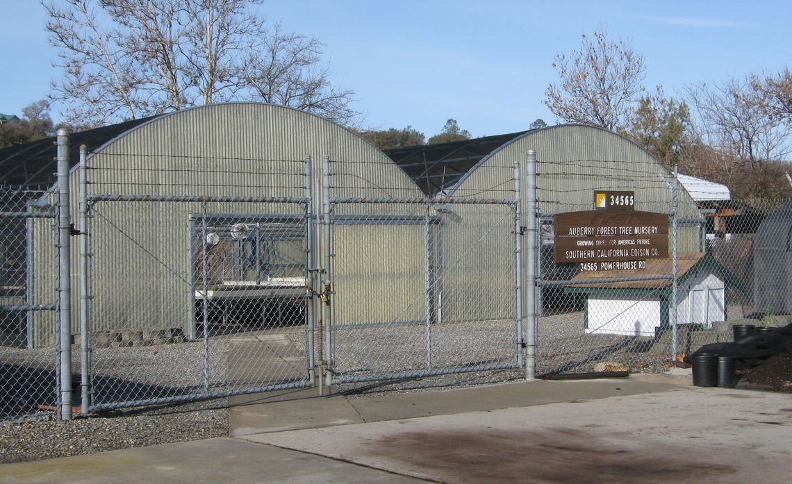 SCE Rebuilds Forest Ravaged by Beetles, Drought Inside Edison