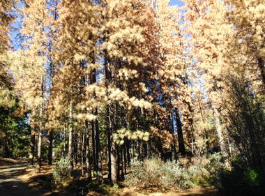 Millions of Dead Trees in the Sierras Pose Unprecedented Fire Safety Hazard 