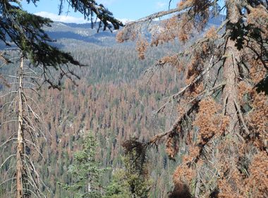 SCE Steps Up Wildfire Preparedness in the Sierra Nevada