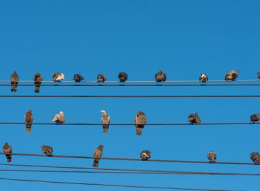 How SCE Protects Wildlife