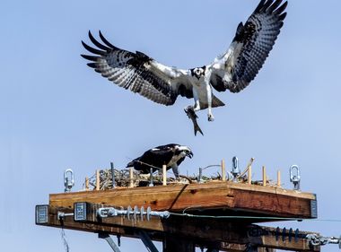 Huntington Beach Ospreys Get a Home Improvement 