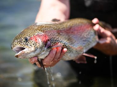 Mammoth Pool Reservoir Gets 10,000 Pounds of Trout