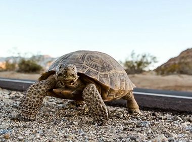 Protecting Threatened Tortoises Part of SCE’s Environmental Stewardship