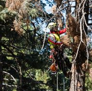 Vegetation Management-7665