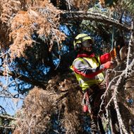 Vegetation Management-7682