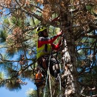 Vegetation Management-7710