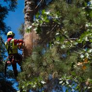 Vegetation Management-7745