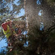 Vegetation Management-7748