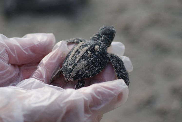 Turtle Release