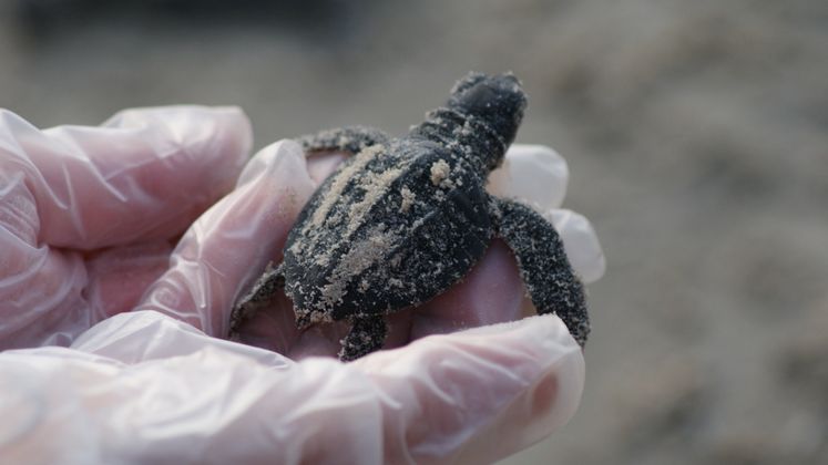 Turtle Release