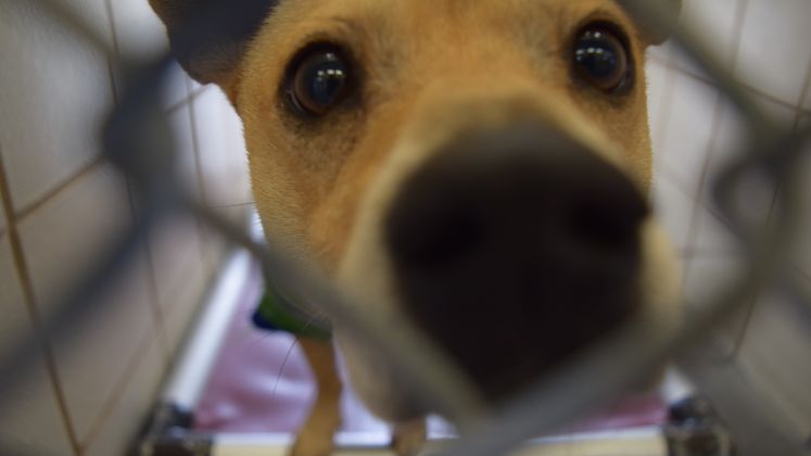 Adoptions