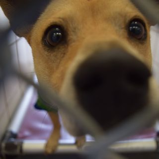 Pups in need of a Home Showcased at “Dogs in the Hall” 