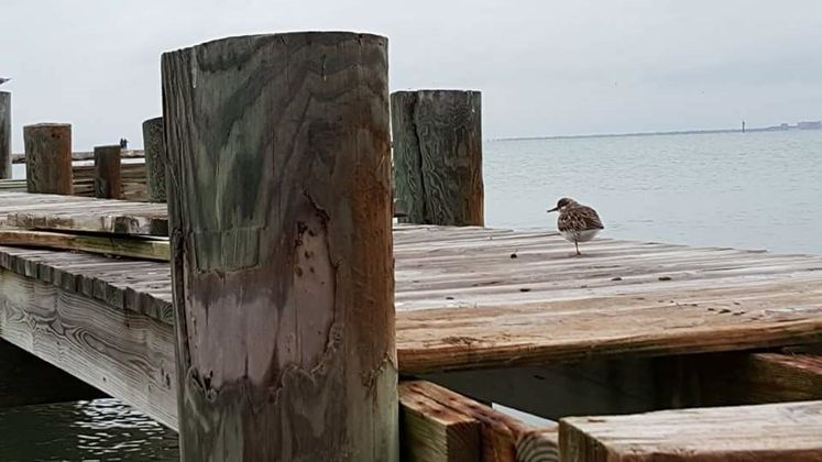 Bird at Pier