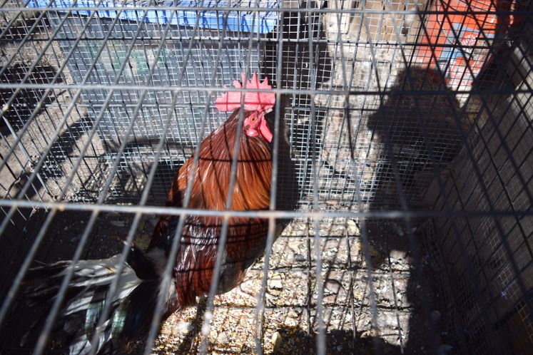 Rooster at residence