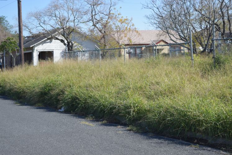 Overgrown Grass