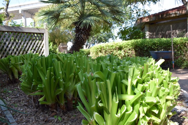 Xeriscape