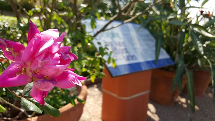 Xeriscape Garden