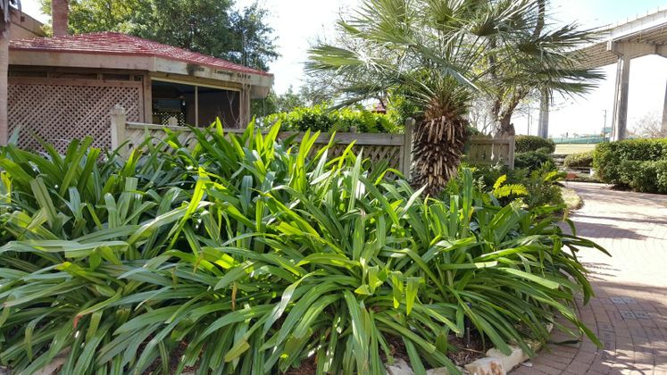 Xeriscape Garden
