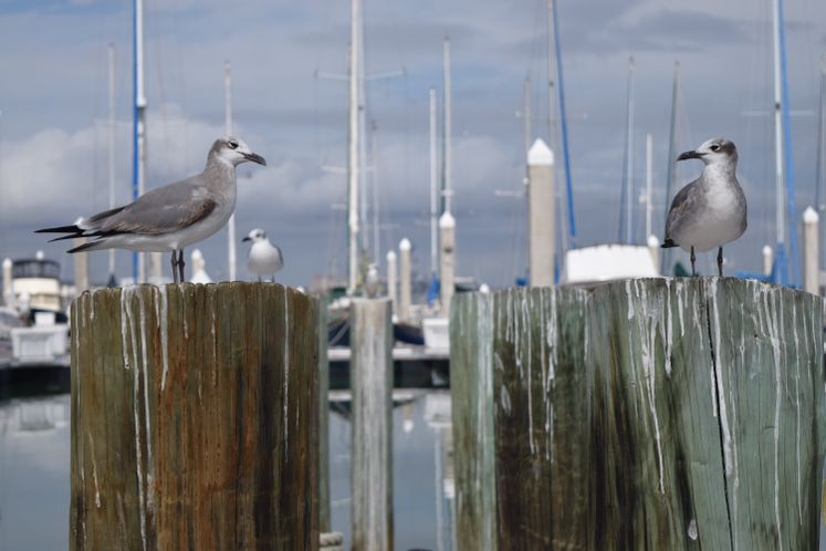 Corpus Christi Marina