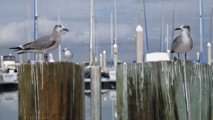 Corpus Christi Marina