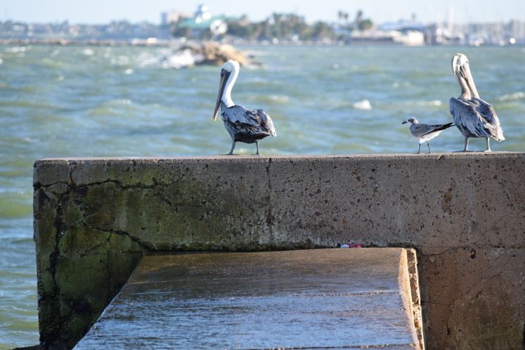 Pelicans on the Bay