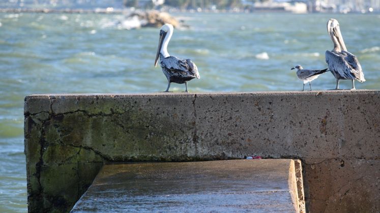 Pelicans on the Bay