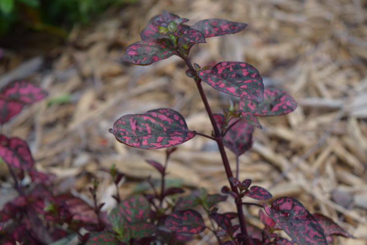 Xeriscape Flowers and Plants