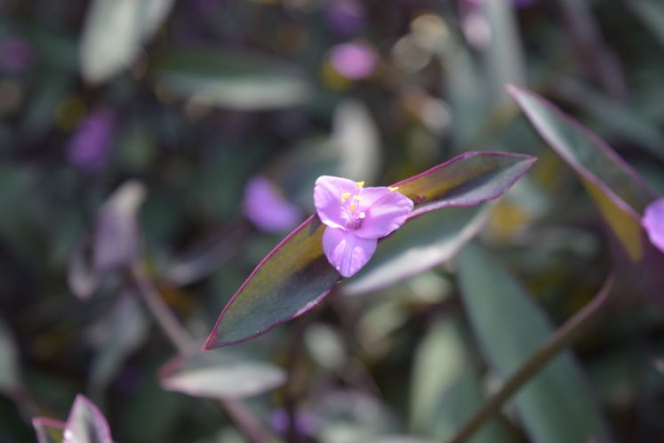 Xeriscape Flowers and Plants