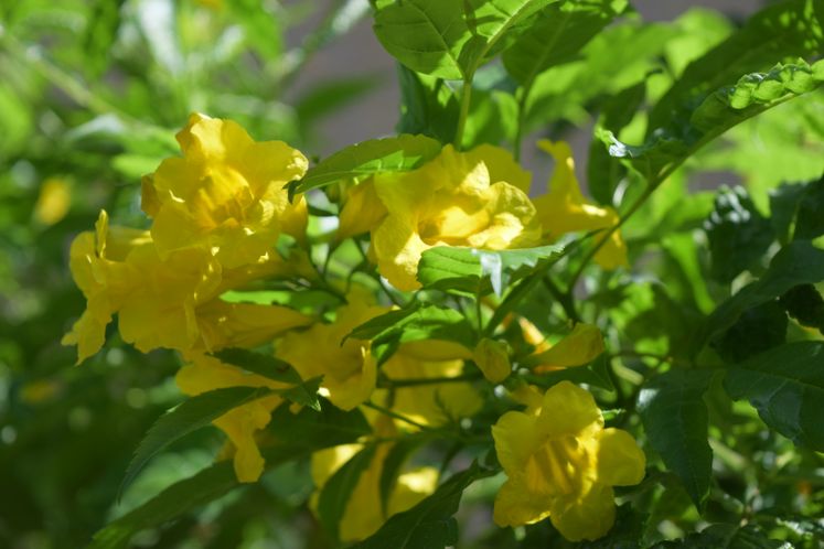Xeriscape Flowers and Plants