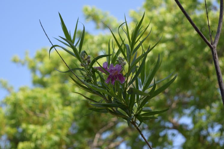Xeriscape Flowers and Plants