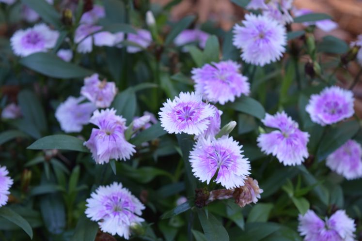 Xeriscape Flowers and Plants