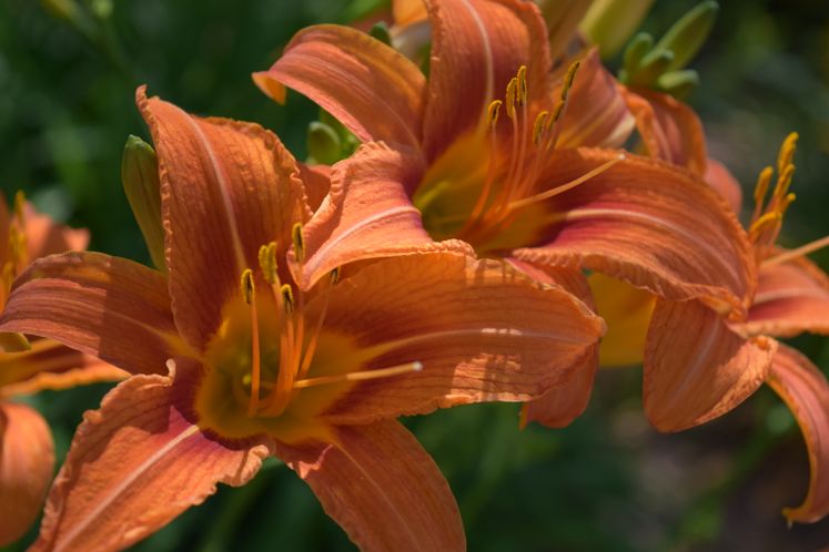 Xeriscape Flowers and Plants