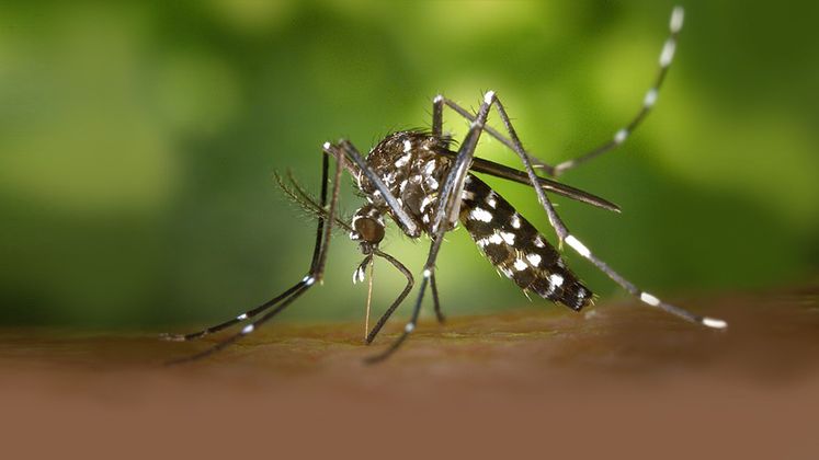 Mosquito