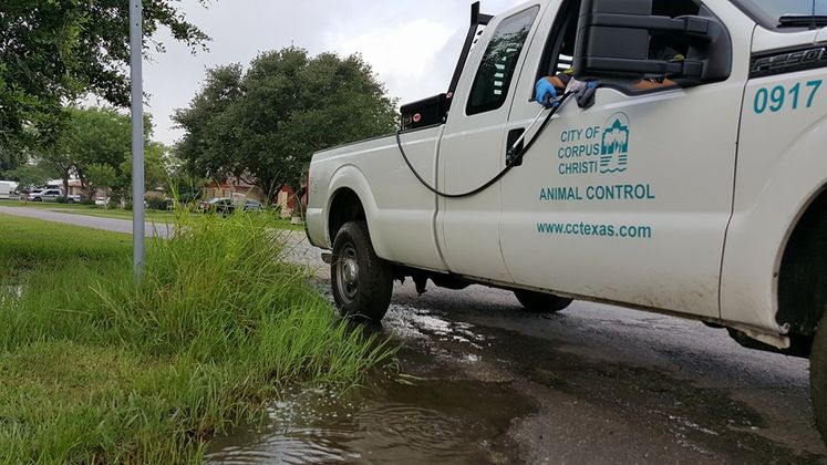 Vector Control Treating Mosquitoes with Larvicide