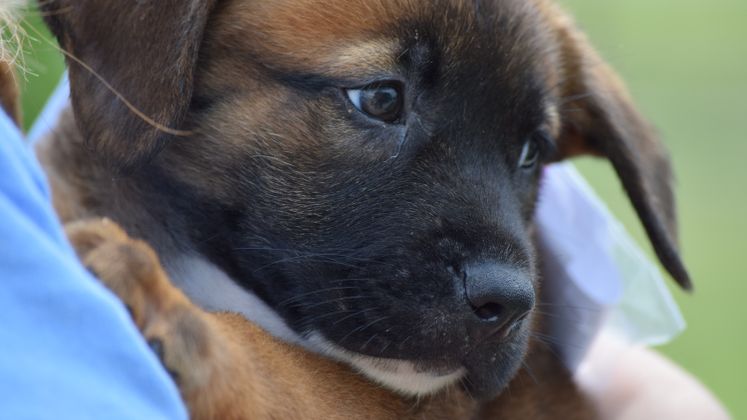 22 Dogs are Headed to Minnesota from ACS Thanks to a Grant from ASPCA