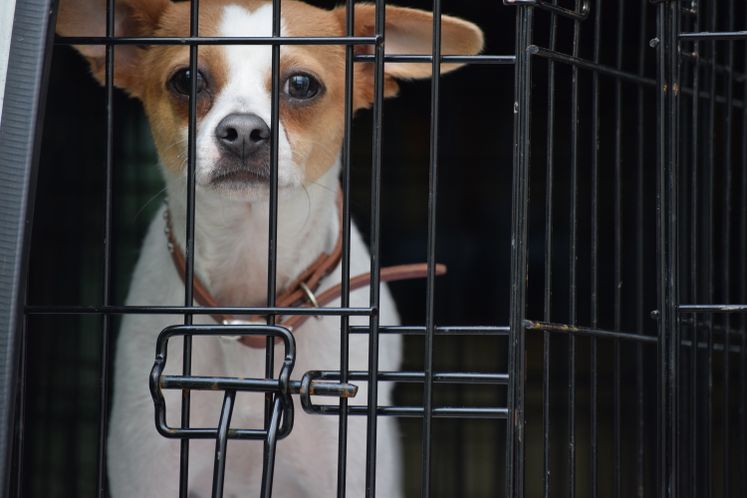 ASPCA Grant to ACS