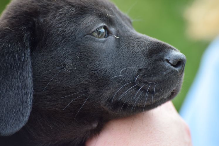 ASPCA Grant to ACS