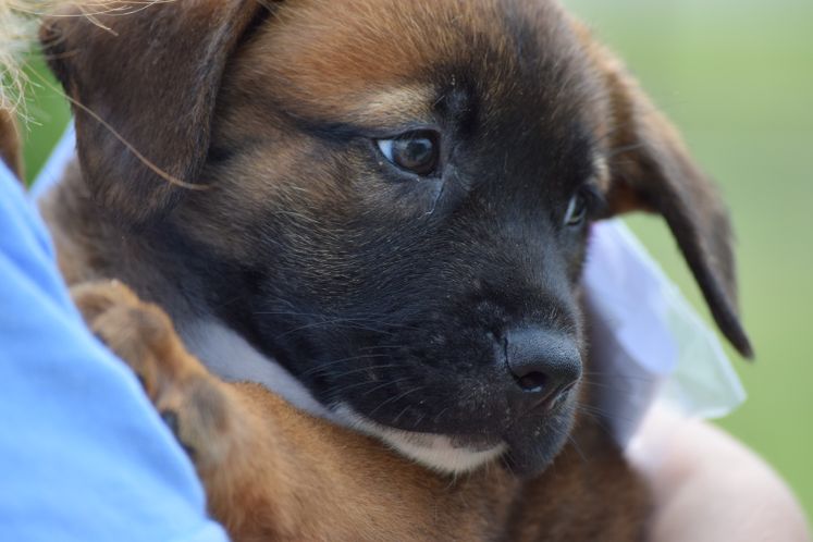 ASPCA Grant to ACS